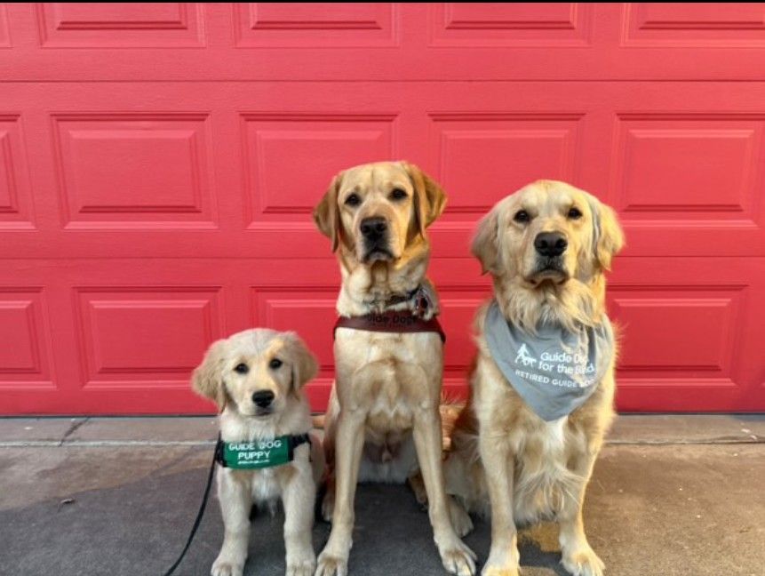 A yellow Lab/Golden cross guide dog puppy, a yellow Lab in a guide dog harness, and a retired Golden Retriever guide dog sit side by side in front of a red garage door.