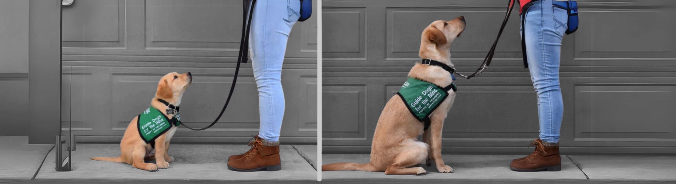 Guide Dogs for the Blind