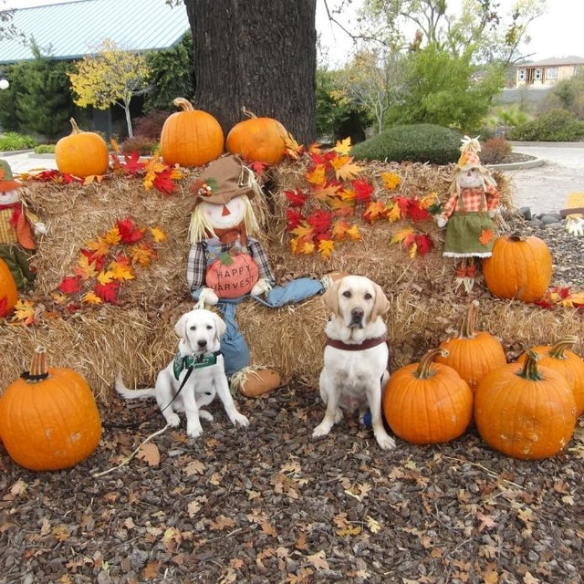 Cheri’s guide dog Martinez and a puppy in training sit in front of pumpkins, hay bales, and scarecrows in a fall harvest display.