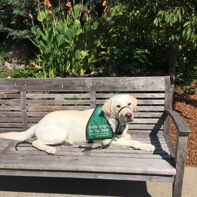 Cheri’s guide dog Martinez, wearing a green Guide Dogs for the Blind vest, lays on a wooden park bench in the sun.